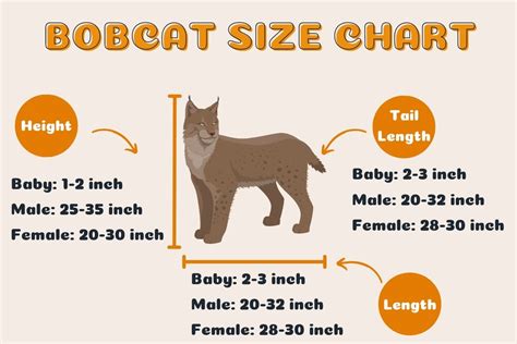 bobcat size chart